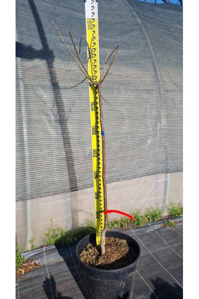 Айва красива Юкіготен на штамбі